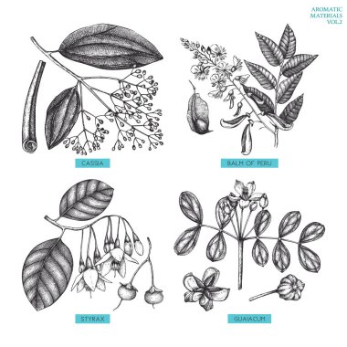 Aromatic and medicinal plant set clipart