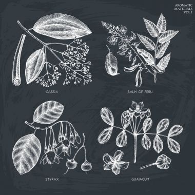 Aromatic and medicinal plant set clipart