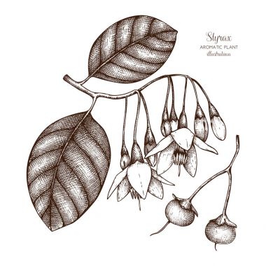 Styrax ağaç bitki