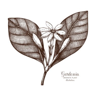 Tahiti gardenya kroki