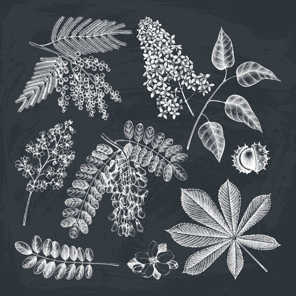 Набор эскизов старинных цветущих деревьев
.