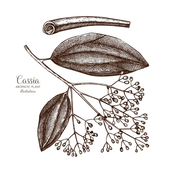 Cassia ağaç kroki — Stok Vektör