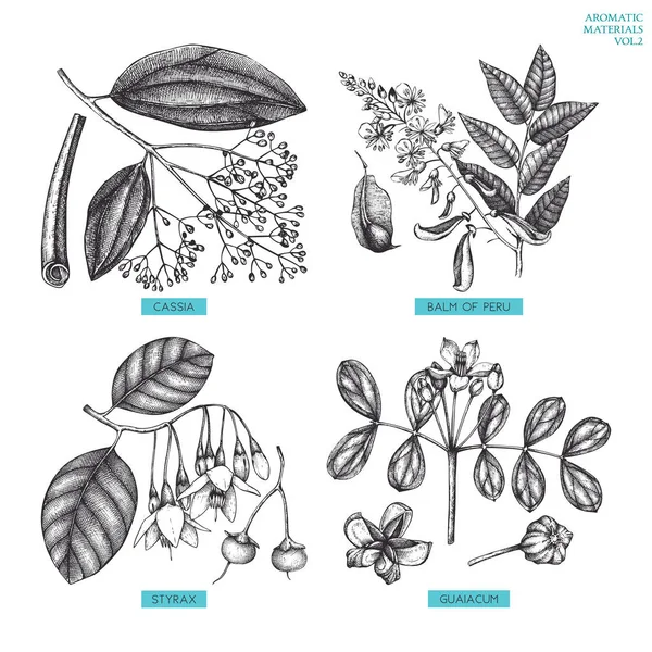 Ароматический и лекарственный набор растений — стоковый вектор