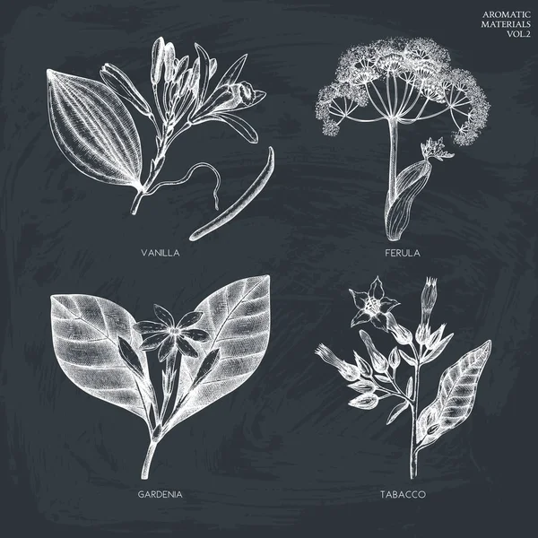 Set di piante aromatiche e medicinali — Vettoriale Stock
