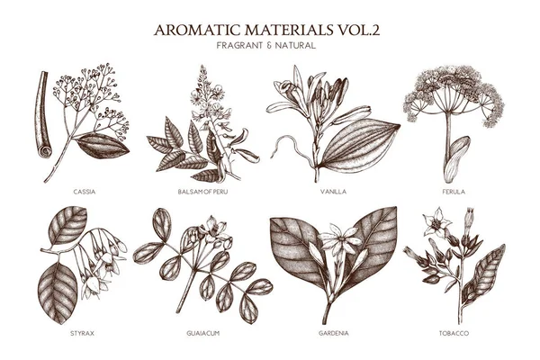 Aromatic and medicinal plant set — Stock Vector