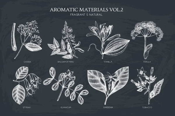 Set de plantas aromáticas y medicinales — Vector de stock