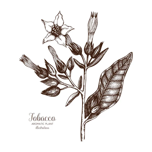 Bosquejo de la planta de tabaco — Vector de stock