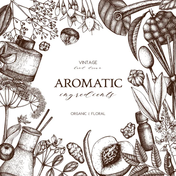 Conception de plantes aromatiques et médicinales . — Image vectorielle