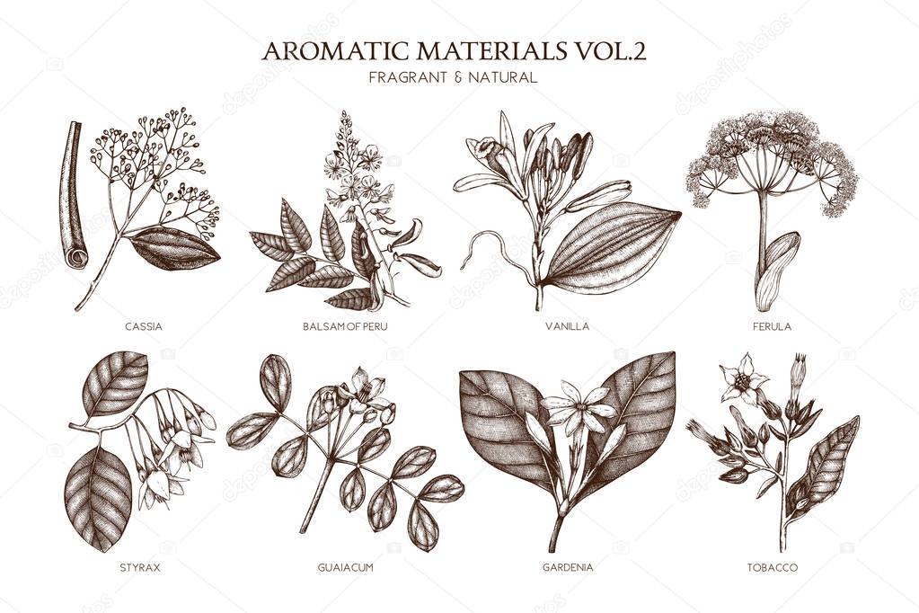 Aromatic and medicinal plant set