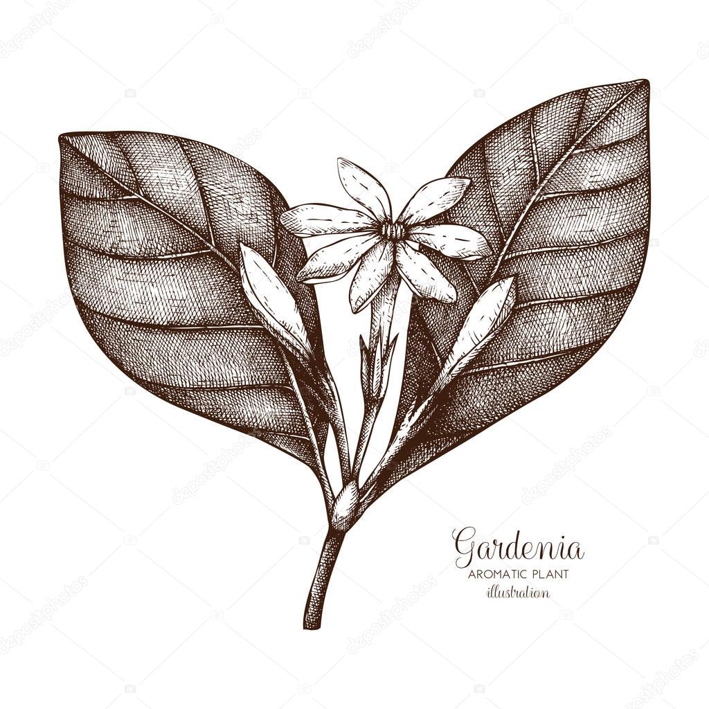 Tahitian Gardenia sketch