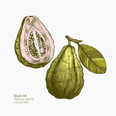 Guava el resimde çekilmiş.
