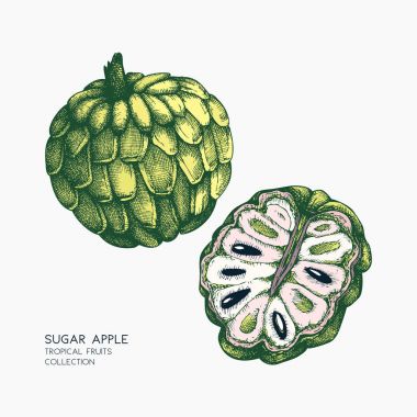 Şeker-elma el çizilen illüstrasyon.