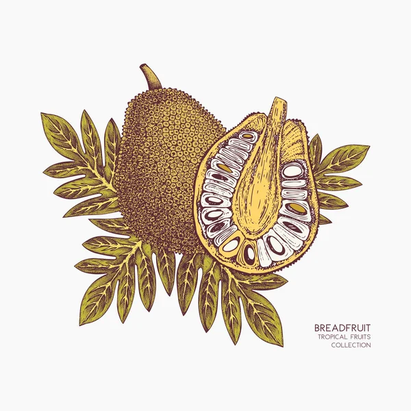 Breadfruit ilustración dibujada a mano . — Vector de stock