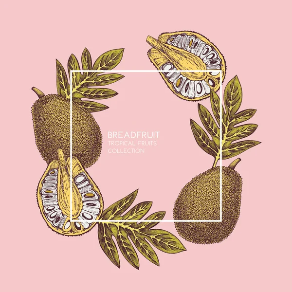 Breadfruit ilustracja. — Wektor stockowy