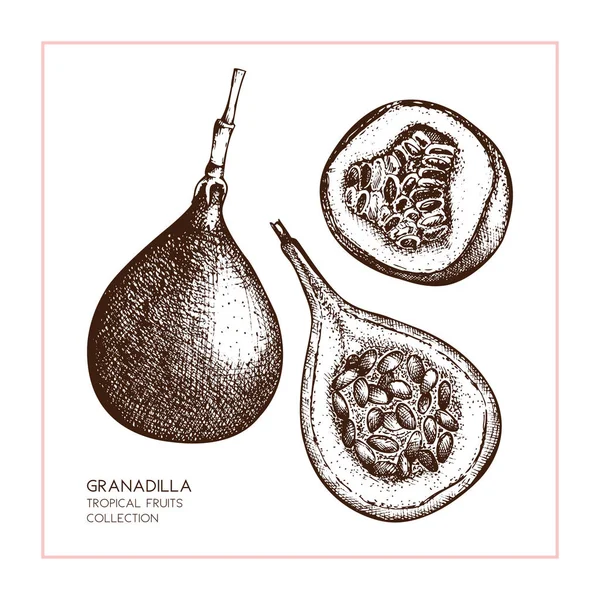 Sweet granadilla illustration. — 图库矢量图片