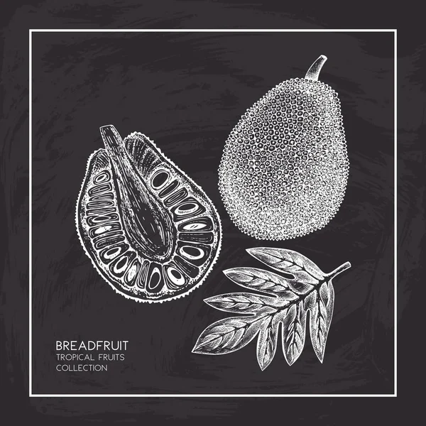 Breadfruit ilustración dibujada a mano . — Vector de stock