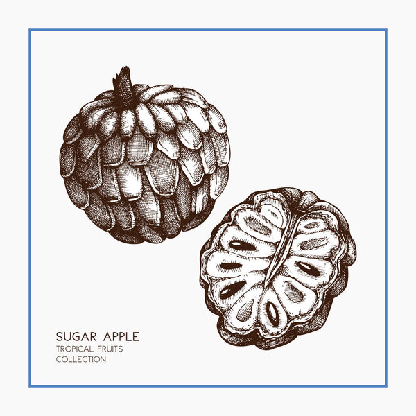 Sugar-apple hand drawn illustration.