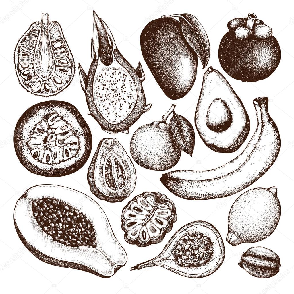 Vector collection of tropical fruits illustration.