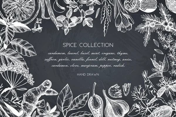 Hand drawn spices and herbs design — Stock Vector