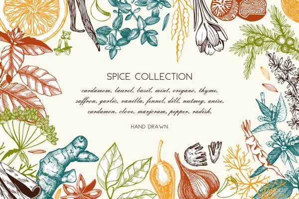 Hand getekende ontwerp van specerijen en kruiden — Stockvector