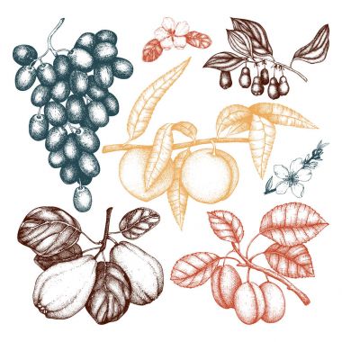 Vektör meyve ve çilek set