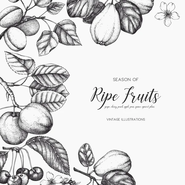 Design de carte de fruits vintage . — Image vectorielle