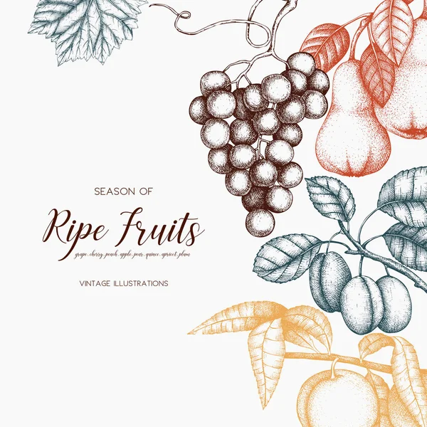 Vintage frutta design della carta . — Vettoriale Stock