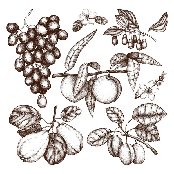 Vektorfrüchte und Beeren Set — Stockvektor