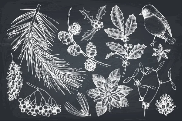 Collection de plantes de Noël — Image vectorielle