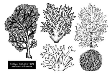 Reef corals sketches set clipart