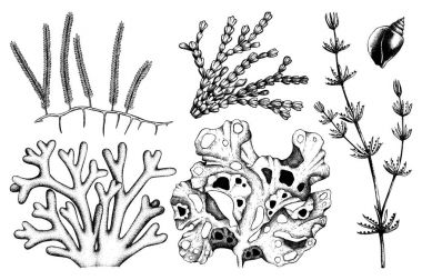 green seaweed illustrations clipart