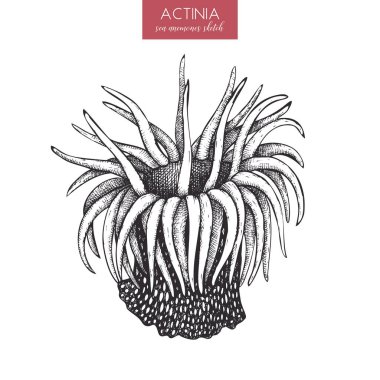 El çekilmiş actinia kroki