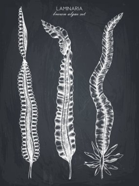 Elle çizilmiş laminaria kroki