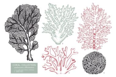 Reef corals sketches set clipart