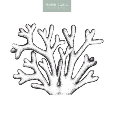 Finger coral sketch clipart
