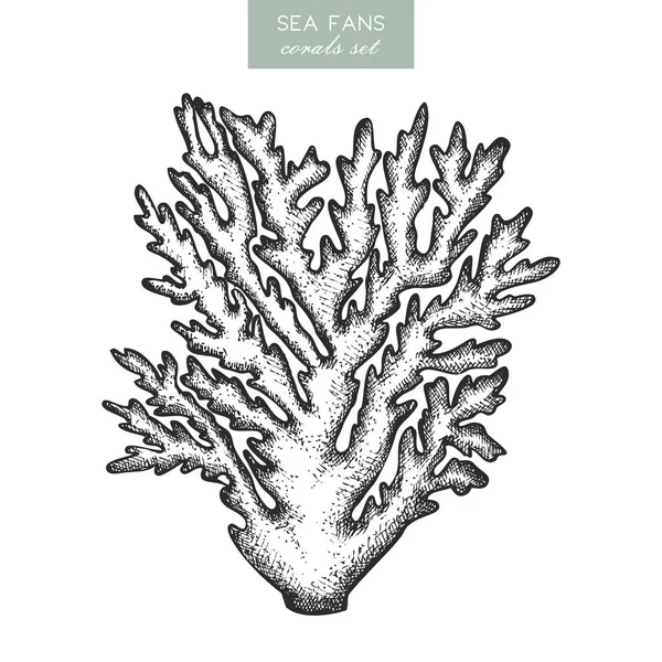 Reef corals sketch — Stock Vector