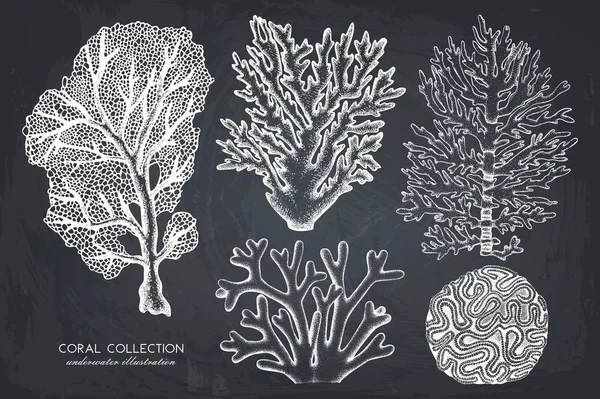 Reef corals sketches set — Stock Vector