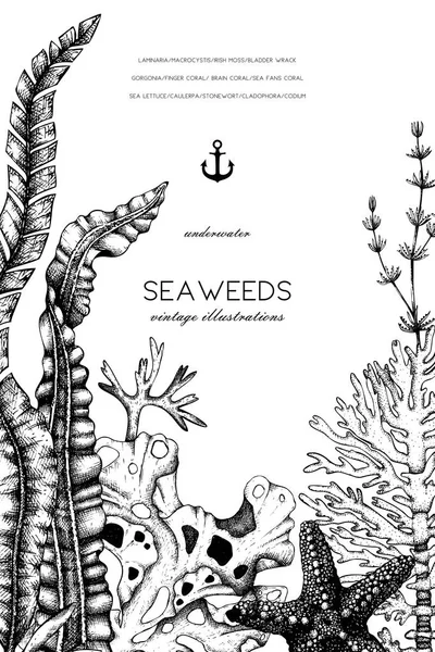 Plantilla de diseño de algas marinas vintage — Archivo Imágenes Vectoriales
