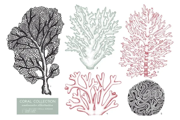 Rif koralen schetsen set — Stockvector