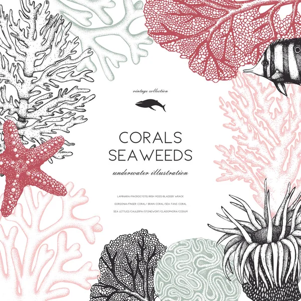 Vintage seaweeds design template — Stock Vector
