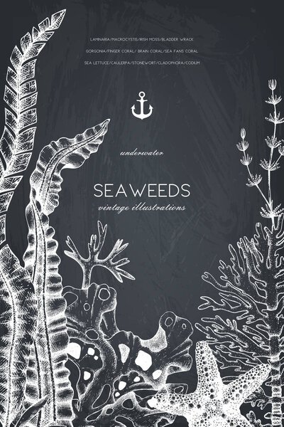 Vintage seaweeds design template