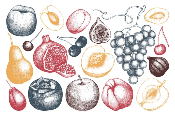 ビンテージのフルーツとベリー イチジク リンゴ アプリコット ザクロ マルメロ ブドウ 手描き収穫スケッチ 夏や秋のデザイン ベクトル図 — ストックベクタ