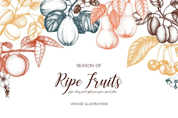 Vintage Collection Ripe Fruits Berries Illustrations Fig Apple Pear Peach — Stock Vector