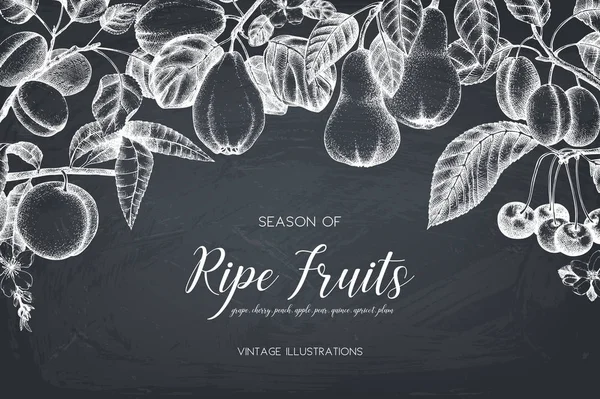 Collection Vintage Illustrations Fruits Mûrs Baies Figue Pomme Poire Pêche — Image vectorielle