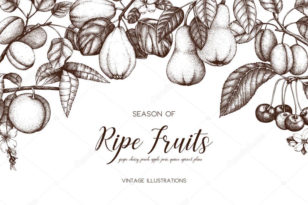 Vintage collection of ripe fruits and berries illustrations - fig, apple, pear, peach, apricot, persimmon, pomegranate, quince, grapes. Hand drawn harvest sketch set. Summer or autumn design. Vector illustration