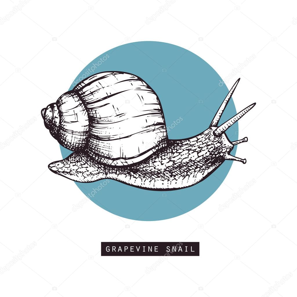 Vector illustration of hand drawn grapevine snail. Vintage sketch. Decorative card design template