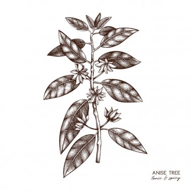 Anisetree çiçek ve yaprakları botanik Illustration. Vektör el badyan, yıldız anason çizilmiş kroki. Aromatik öğeleri koleksiyonu