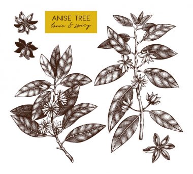 Anisetree çiçek ve yaprakları botanik Illustration. Vektör el badyan, yıldız anason çizilmiş kroki. Aromatik öğeleri koleksiyonu