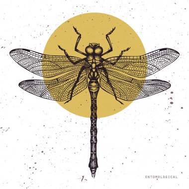 Vektör çizim çizilmiş yusufçuk ver. Vinatge böcekler koleksiyonu kroki. Bahar tasarımı şablonu.