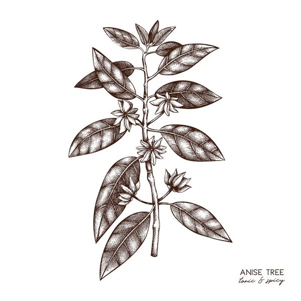 花卉和树叶中 Anisetree 的植物插图 矢量手绘素描 Badyan 芳香元素汇集 — 图库矢量图片